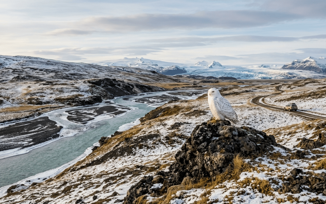 News: Die Schneeeule erhält weltweiten Schutzstatus