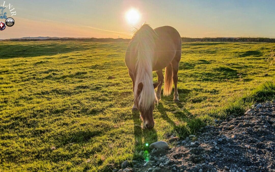 Été islandais 2026 : Sécurité, liberté et nature intacte